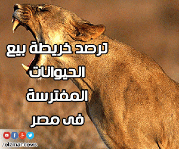 «الزمان» ترصد خريطة بيع الحيوانات المفترسة فى مصر