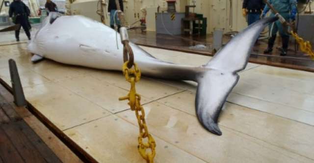 طوكيو تقتل 122 من حيتان المنك خلال حملة الصيد السنوية