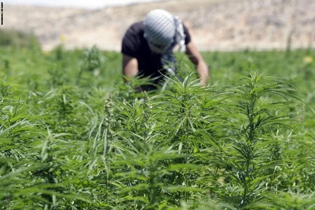 ظهور مزارع جديدة للمخدرات في منزل