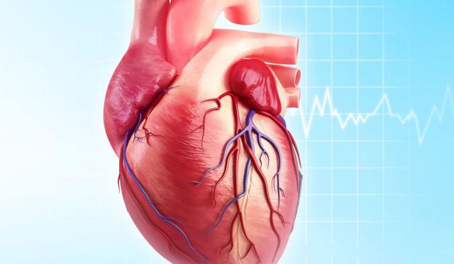الدكتورجمال شعبان، أستاذ أمراض القلب بمعهد القلب