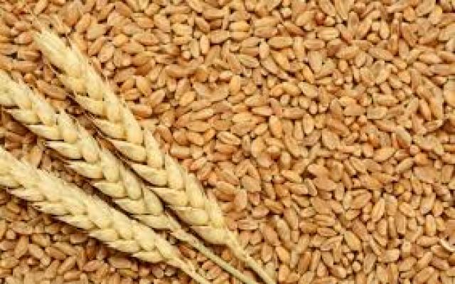 «الزراعة»: مساحات القمح المصابة بالصدأ الأصفر محدودة.. والمحصول مبشر بالخير هذا العام