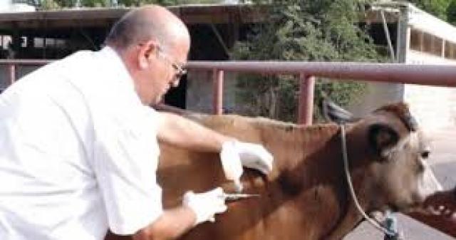 مجلس الوزراء يرد على اشـاعة تفشي عدد من الأمراض الوبائية بين الماشية