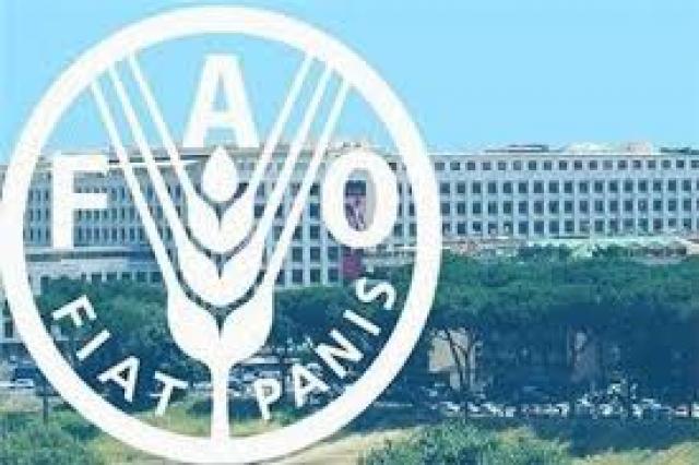 الفاو
