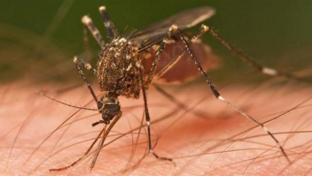 «الصحة العالمية»: القضاء على الملاريا أمر ممكن