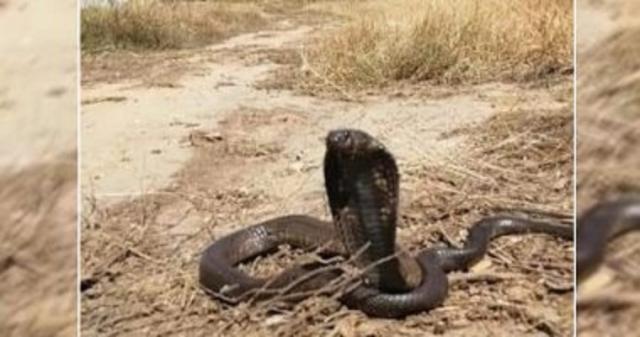 العثور على كوبرا داخل محكمة تونسية
