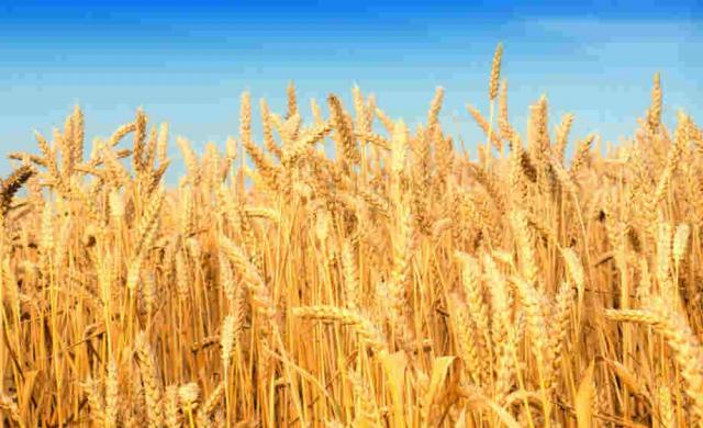 تفاصيل خطة زيادة مساحة القمح المزروعة للموسم المقبل