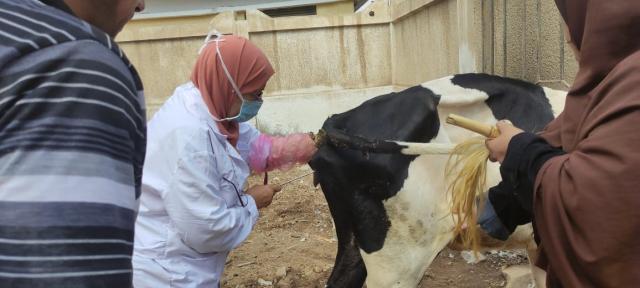 جانب من القافلة
