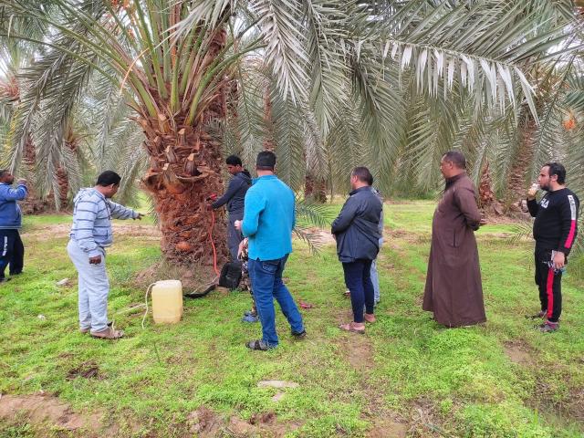 النخيل