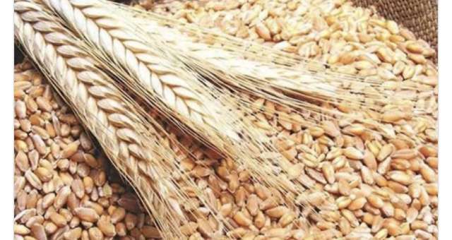 القمح 