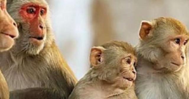 الصحة العالمية تعلن إصابة أطفال دون سن الخامسة بـ جدري القرود