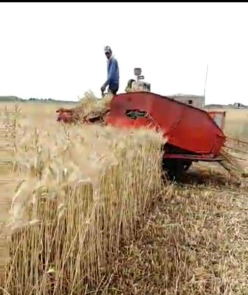 محافظ بورسعيد: بدء موسم حصاد محصول القمح خلال 15 أبريل الجاري