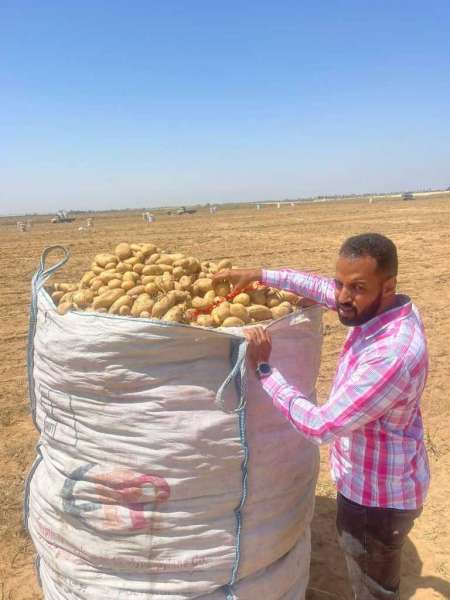 الزراعة: معامل مشروع مكافحة العفن البني في البطاطس تواصل فحص عينات التصدير