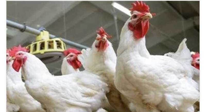 سلامة الغذاء: الدجاج البرازيلي يخضع لتحاليل واختبارات طبقا للمعايير المصرية