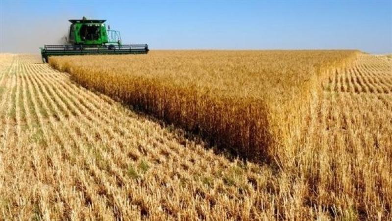 توريد 78 ألف طن من محصول القمح بالشون والصوامع الحكومية بمراكز المنيا