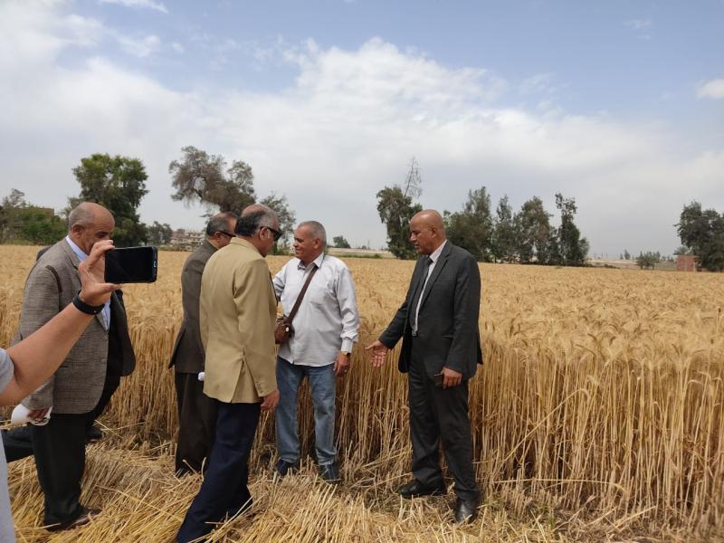 ”الزراعة” تنفذ يوم حصاد لمحصول القمح بمحافظة الشرقية