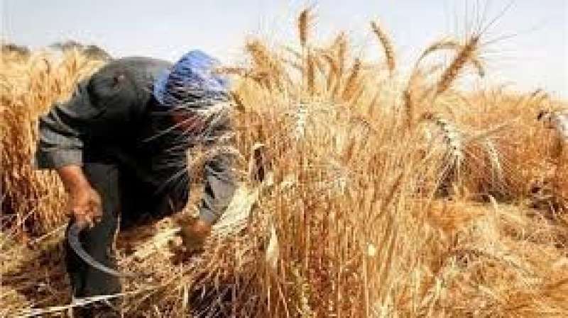 رئيس زراعة الشيوخ: مبادرة ”ازرع” خطوة هامة للتوسع في زراعة القمح وتحقيق الاكتفاء الذاتي