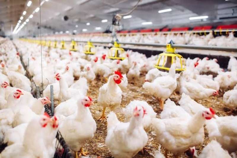 أسعار الدواجن اليوم الخميس.. الفراخ البيضاء بكام النهاردة