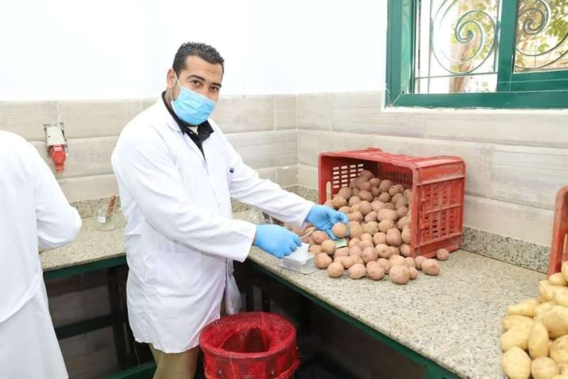 ”الزراعة” تكشف عن أبرز أنشطة مشروع مكافحة وحصر العفن البني في البطاطس خلال نوفمبر الماضي