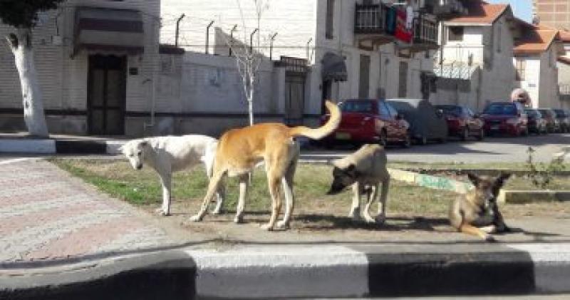 محافظ أسيوط يبحث وضع خطة لمواجهة ظاهرة انتشار الكلاب الضالة
