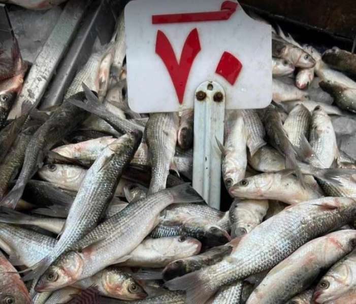 حملة مقاطعة شراء الأسماك: المقاطعة مستمرة حتى انتهاء أعياد الربيع وشم النسيم