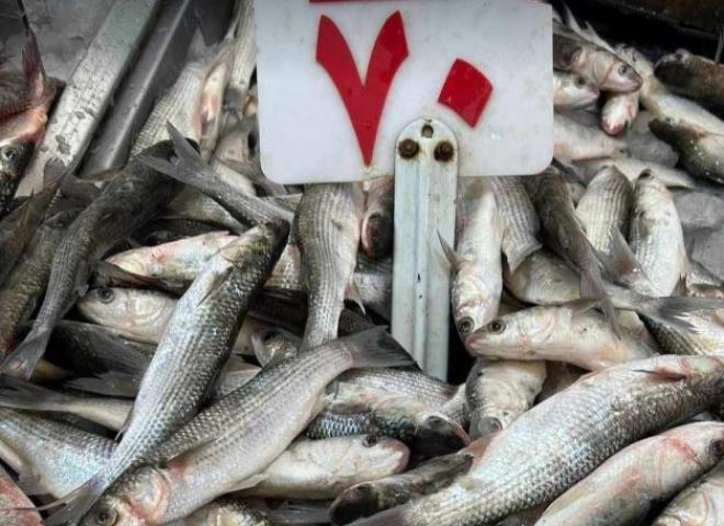 حملة مقاطعة شراء الأسماك: المقاطعة مستمرة حتى انتهاء أعياد الربيع وشم النسيم