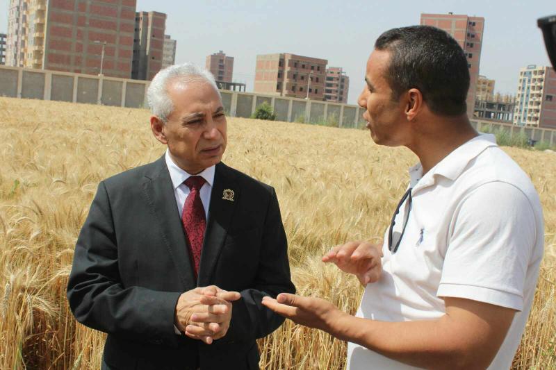 رئيس جامعة المنيا يفتتح موسم حصاد سُلالات القمح عالية الإنتاجية بمزرعة مركز الإنتاج والتدريب الزراعي