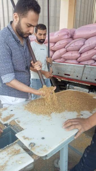 شون وصوامع المنيا تستقبل 132 ألف طن من محصول القمح لموسم حصاد 2024
