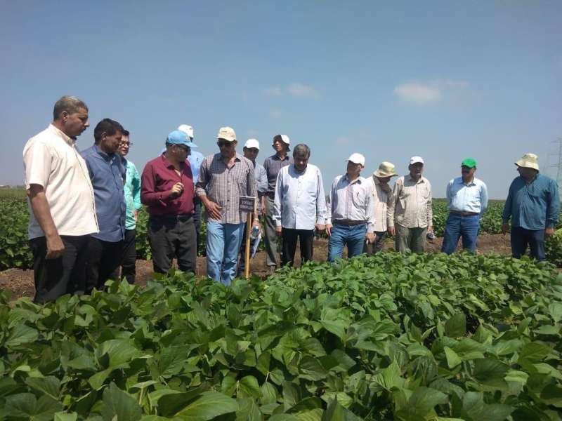 الزراعة تتابع البرامج البحثية للمحاصيل الحقلية الصيفية بمحطة بحوث سخا محافظة كفر الشيخ