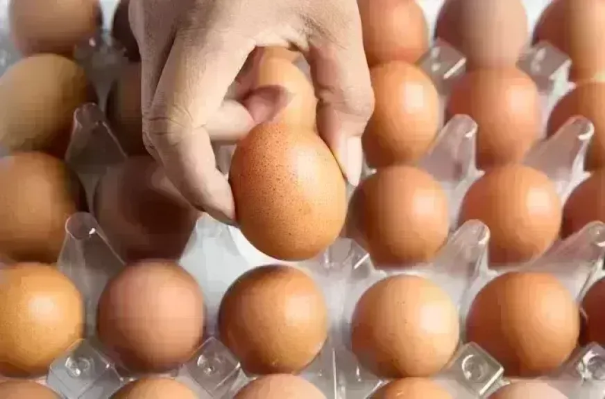 أسعار البيض