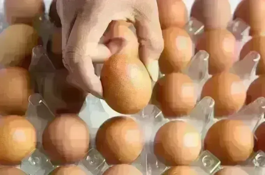 سعر كرتونة البيض