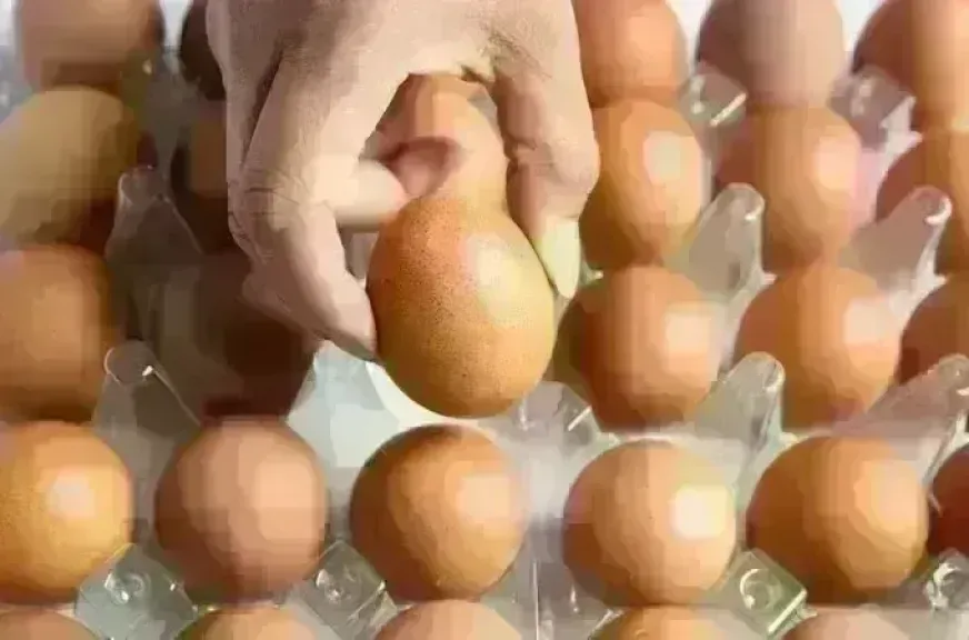 سعر كرتونة البيض