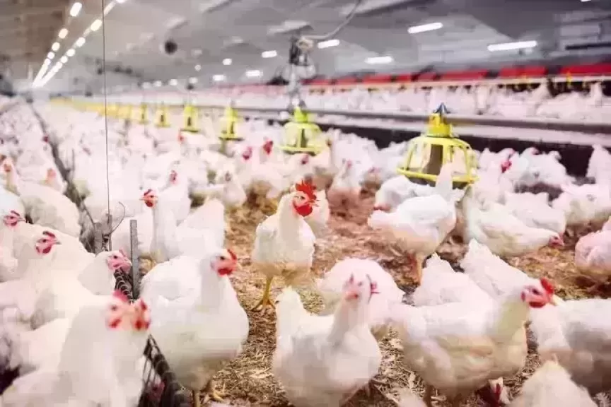 أسعار الدواجن اليوم الخميس.. الفراخ وصلت لكام