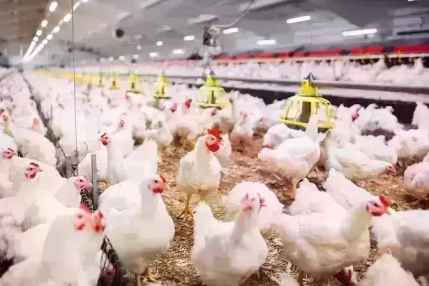 أسعار الدواجن اليوم