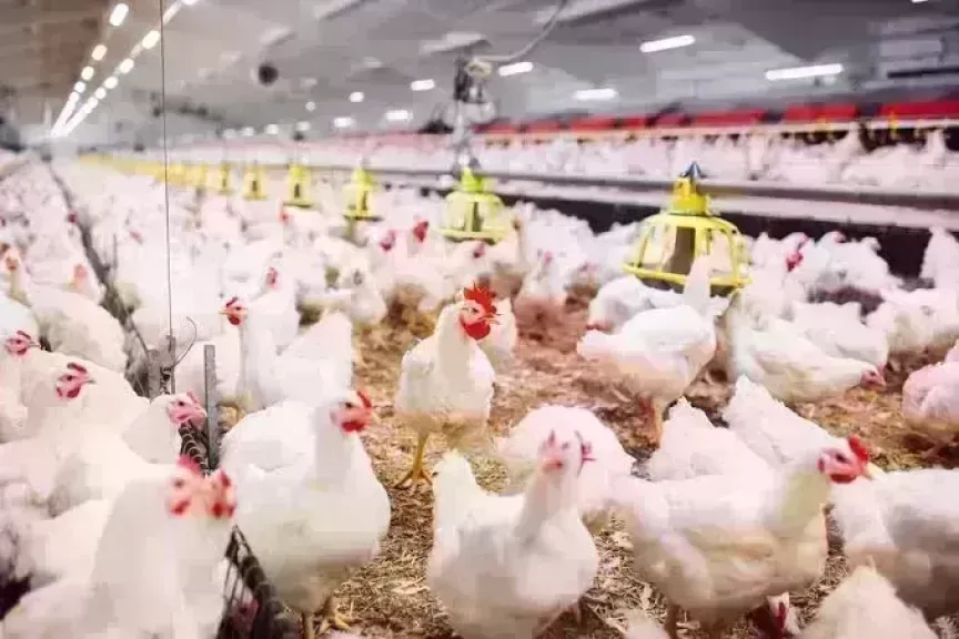 أسعار الدواجن اليوم