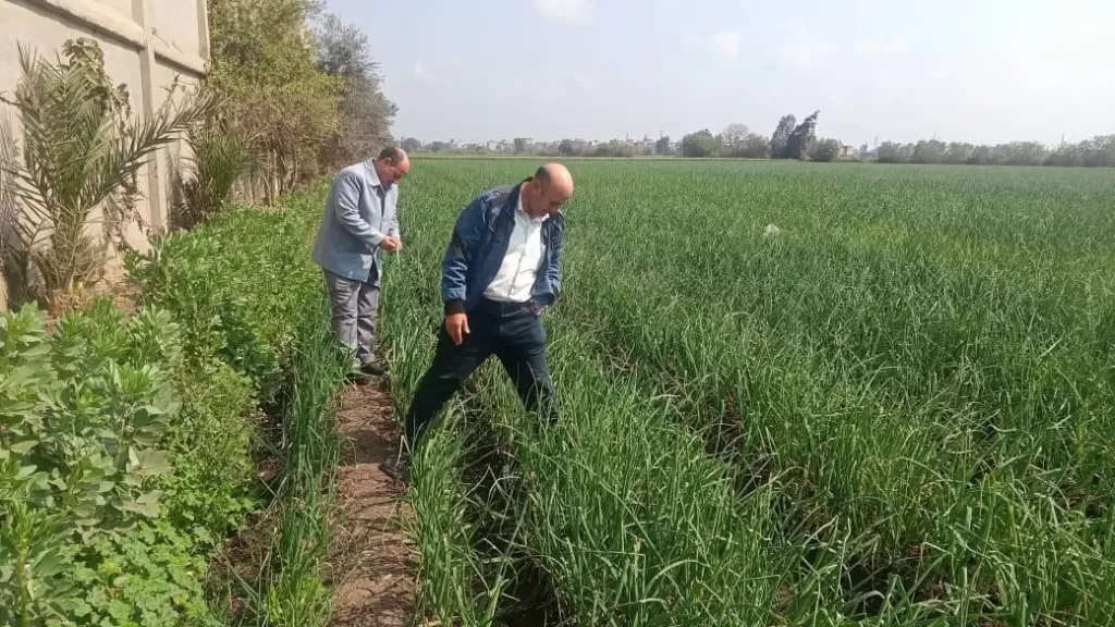 المركزية للإرشاد الزراعي تواصل توعية المزارعين وتنظم الندوات وتتابع المحاصيل الاستيراتيجية في الدقهلية