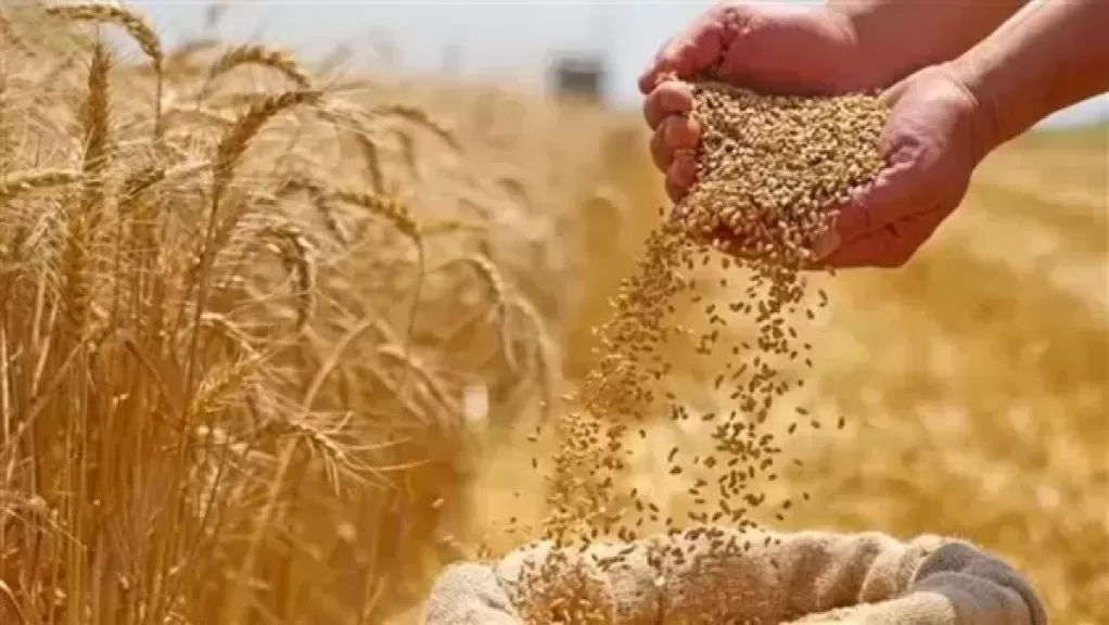 الحكومة: جهود متواصلة لتأمين المخزون الاستراتيجي للقمح وتيسير إجراءات توريده
