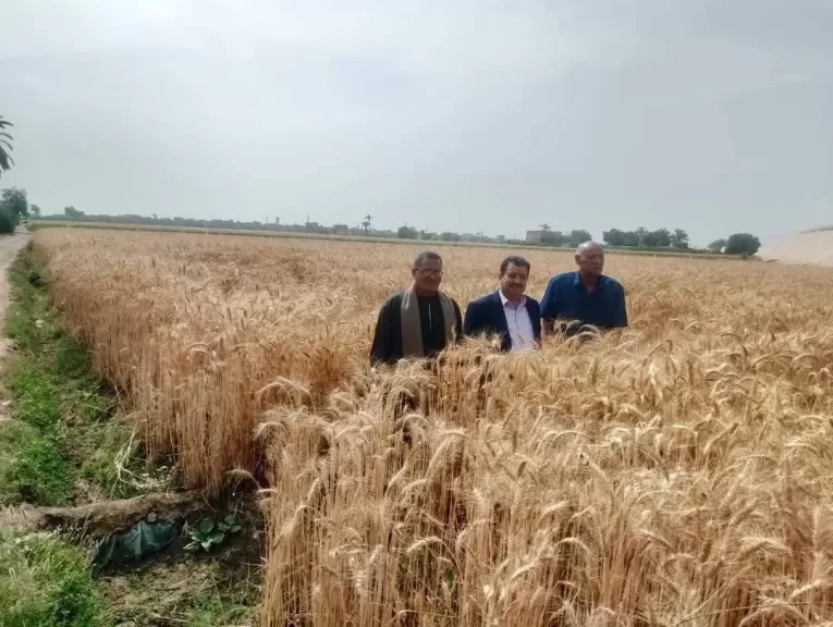 محافظ أسيوط يوجه بمتابعة المحاصيل الزراعية والتأكد من خلوها من الأمراض