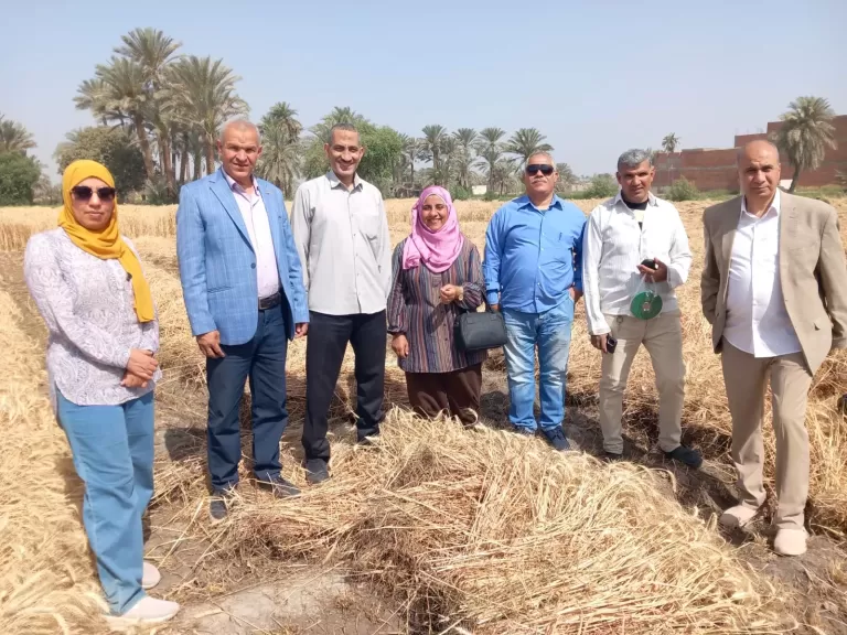 محافظ القليوبية يعلن عن توريد 41366 طن قمح