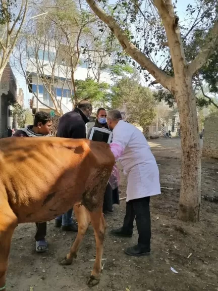 الزراعة تواصل رعاية تناسليات الماشية