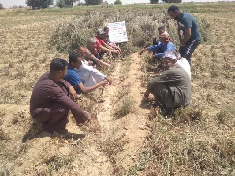 الزراعة تنظم 600 مدرسة وحقلية لتعليم المزارعين