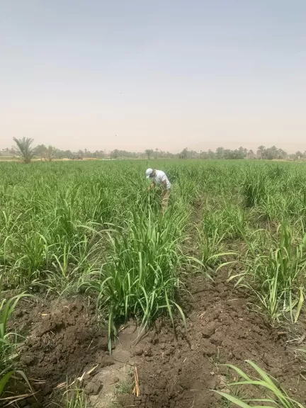 الزراعة تستعرض جهود المركزية لمكافحة الآفات خلال النصف الأول من مايو