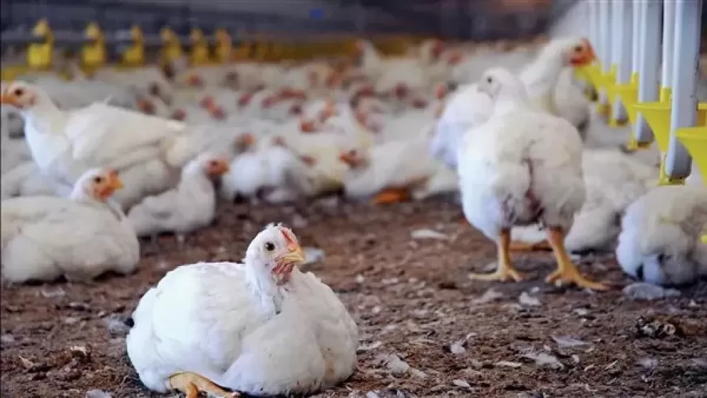 الحكومة: أوضاع مزارع الدواجن مستقرة.. ولا وجود لأي فيروس يمنع تناولها