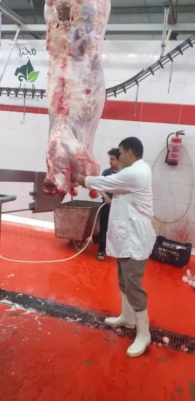 محافظ الجيزة يعلن فتح ٢٣ مجزرًا مجانًا أمام المواطنين خلال أيام عيد الأضحى المبارك