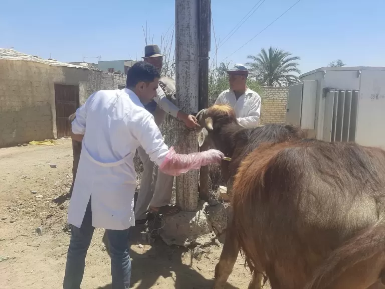 الزراعة تنفذ 431 قافلة بيطرية مجانية لعلاج أكثر من 235 ألف رأس حيوان وطائرشهرمايو
