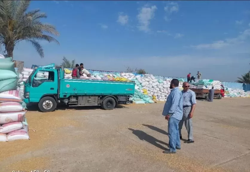 إرتفاع الكميات الموردة من القمح المحلي للمواقع التخزينية بمحافظة الشرقية