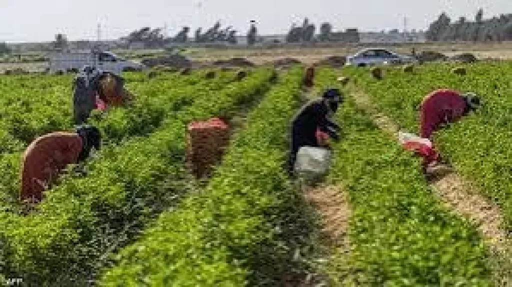 خطة الحكومة لإنجاح موسم تصدير الموالح