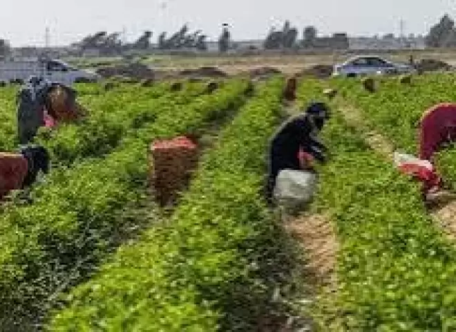 خطة الحكومة لإنجاح موسم تصدير الموالح