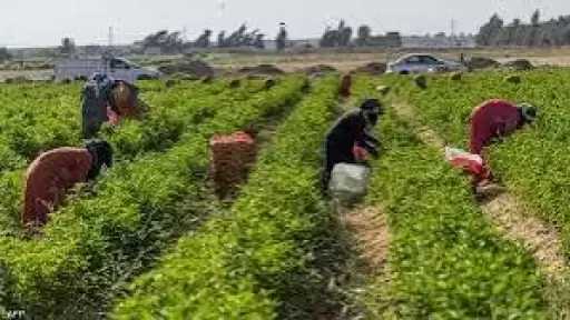 خطة الحكومة لإنجاح موسم تصدير الموالح
