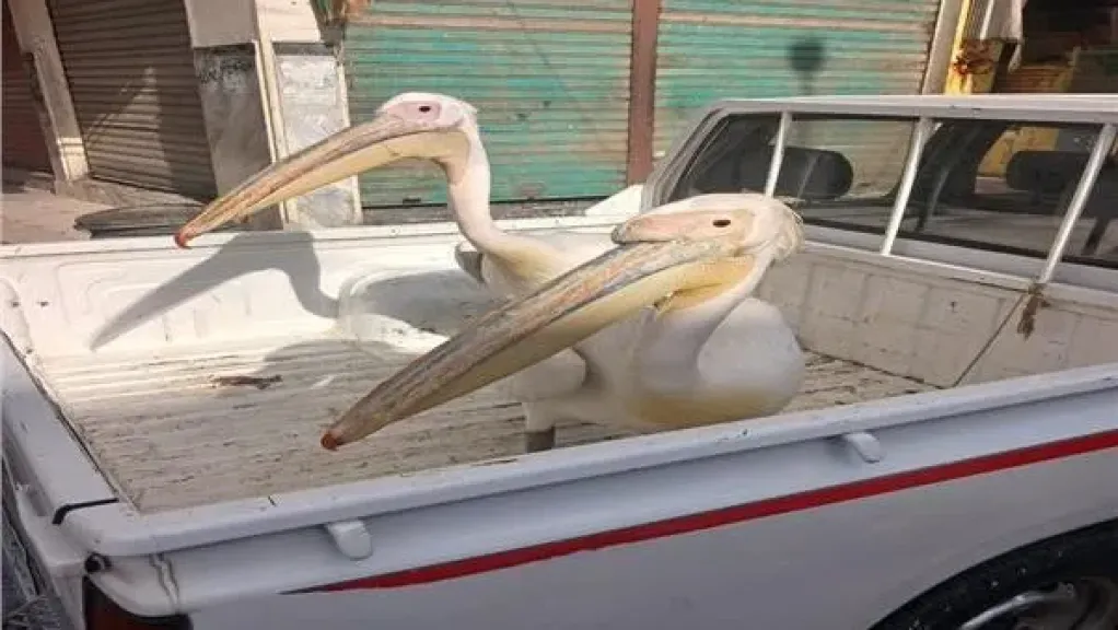 حصر طيور البجع بطريق العين السخنة