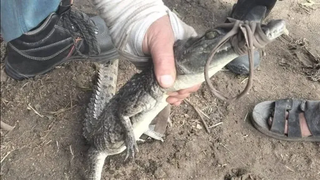 اصطياد تمساح 